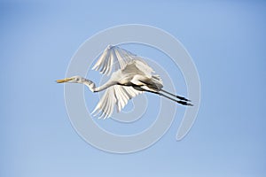 A flying egret