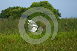 Flying egret