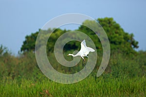 Flying egret
