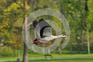 Flying Egyptian goose, Alopochen aegyptiaca with outstretched wings