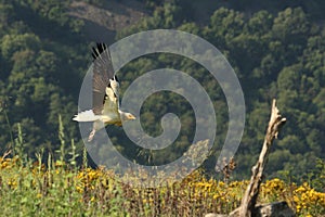 Flying Egyptian Vulture Neophron percnopterus over the rocks with green background