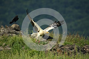 Flying Egyptian Vulture Neophron percnopterus over the rocks with green background