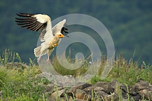 Flying Egyptian Vulture Neophron percnopterus over the rocks with green background