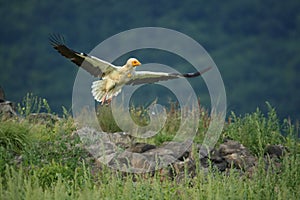 Flying Egyptian Vulture Neophron percnopterus over the rocks with green background