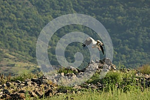 Flying Egyptian Vulture Neophron percnopterus over the rocks with green background