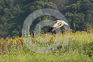 Flying Egyptian Vulture Neophron percnopterus over the rocks with green background