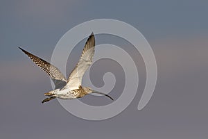 Flying Eurasian Curlew
