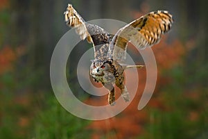 Flying Eurasian Eagle Owl, Bubo bubo, with open wings in forest habitat, orange autumn trees. Wildlife scene from nature forest, S