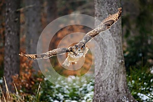 Flying Eurasian Eagle Owl in colorfull winter forest