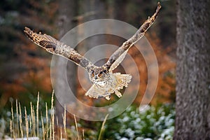 Flying Eurasian Eagle Owl in colorfull winter forest