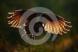 Flying Eurasian Eagle Owl with open wings in forest habitat, photo with back light, bird action scene in the forest, dark morning