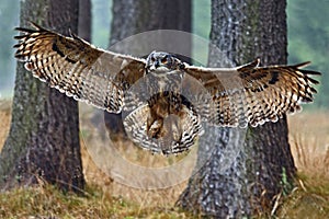 Flying Eurasian Eagle Owl with open wings in forest habitat with trees, wide angle lens photo