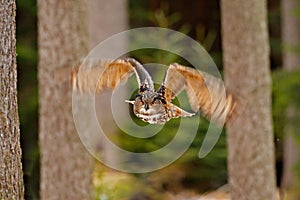 Flying Eurasian Eagle Owl with open wings in forest habitat with trees, wide angle lens photo. Wildlife scene from nature. Bird in