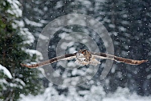 Flying Eurasian Eagle owl with open wings with snow flake in snowy forest during cold winter