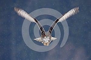 Flying Eurasian Eagle owl with open wings with snow flake in snowy forest during cold winter. Action wildlife scene from nature. B