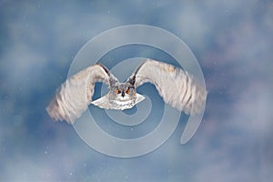 Flying Eurasian Eagle owl with open wings with snow flake in snowy forest during cold winter. Action wildlife scene from nature. B