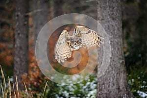 Flying Eurasian Eagle Owl in winter forest