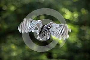 Flying Eurasian Tawny Owl, Strix aluco, with nice green blurred forest in the background