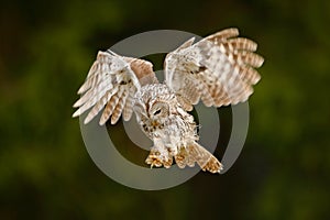 Flying Eurasian Tawny Owl, Strix aluco, nice green blurred forest in the background. Owl fly in the green forest. Wildlife scene i