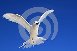 Flying Fairy Tern Bird