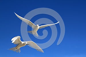 Flying Fairy Tern Birds