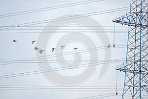 Flying Falcated Duck