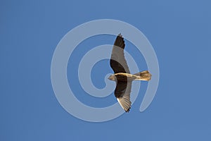 Flying Falcon