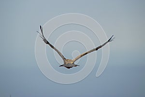 Flying falcon-bird on the blue sky