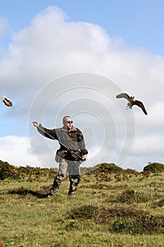 Flying Falconry Fun