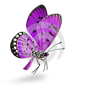 flying fancy purple butterfly with antenna big eyes wings body and long legs isolated on white background