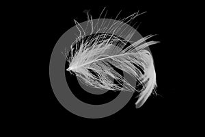 Flying feather isolated