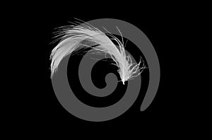 Flying feather isolated