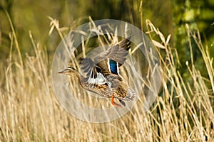 Flying female duck