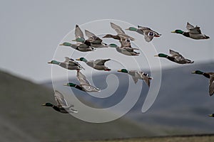 Flying Female Mallard Surrounded by Males