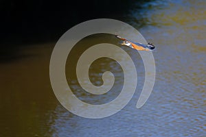 Flying female Ringed Kingfisher, Megaceryle Torquata, a large and noisy kingfisher bird, Pantanal, Brazil, South America photo