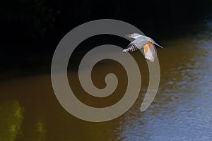 Flying female Ringed Kingfisher, Megaceryle Torquata, a large and noisy kingfisher bird, Pantanal, Brazil, South America photo
