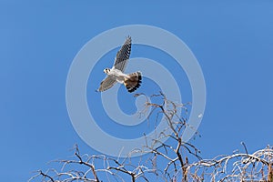 Flying female Southeastern American Kestrel falco sparverius paulus, with wings spread
