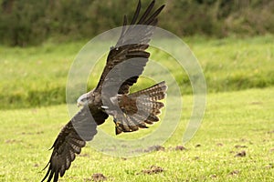 Flying Ferruginous Falcon