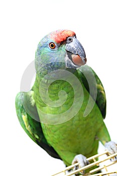 Flying festival Amazon parrot on white