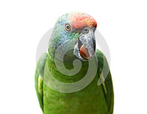 Flying festival Amazon parrot on white