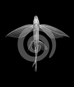 flying fish on black background, isolated