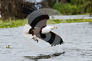 A flying fish eagle