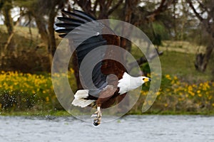 A flying fish eagle with prey in the claw