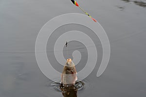 Flying fish over the river photo