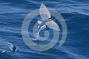 Flying fish species photo