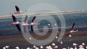 Flying flamingo birds