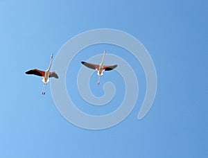 Flying flamingos