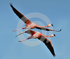 Flying flamingos