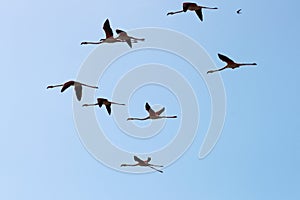 Flying flamingos in the Camargue region, France