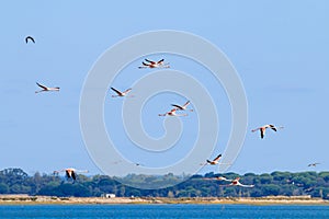 Flying flamingos in Estuario do Sado , Portugal